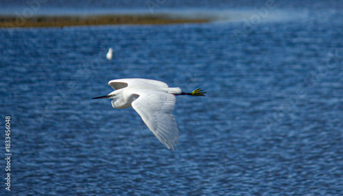 garça branca a voar
