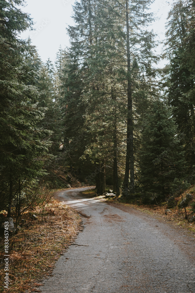 Fototapeta premium path in the woods