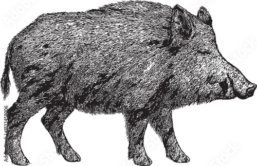 Halftone Wild Boar Illustration in Black and White