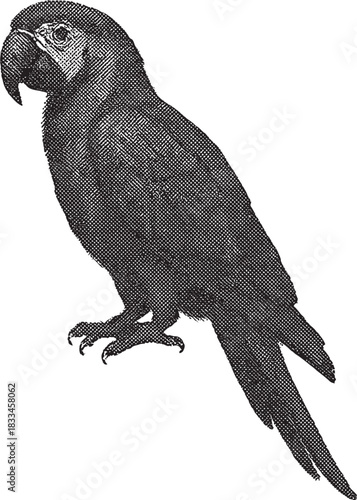 Halftone Parrot Illustration in Black and White