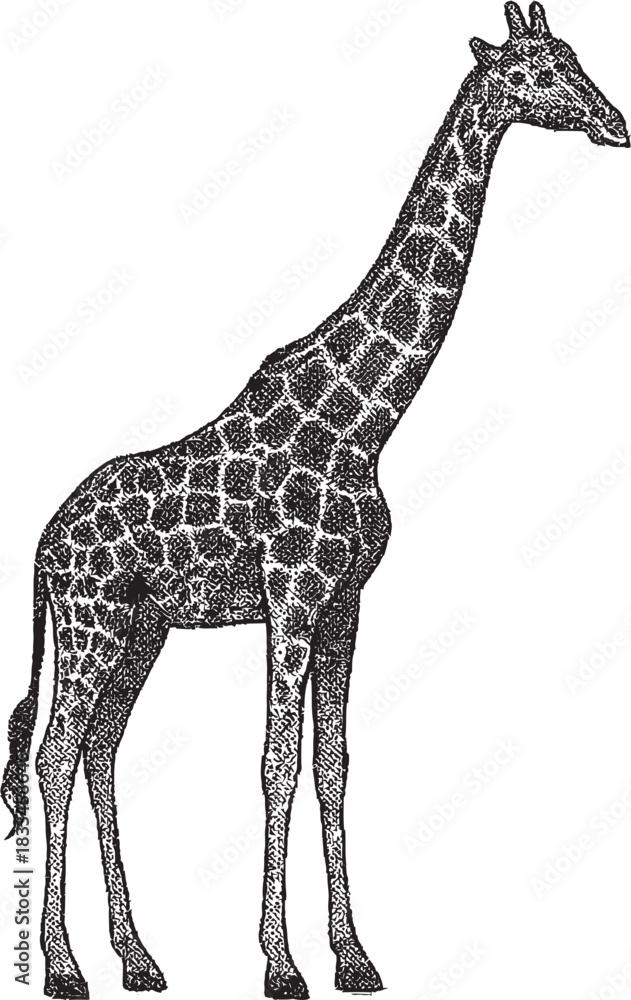Naklejka premium Halftone Giraffe Illustration in Black and White