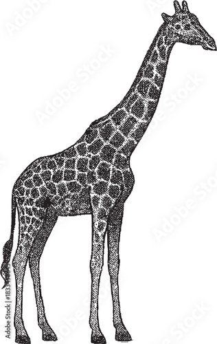 Halftone Giraffe Illustration in Black and White
