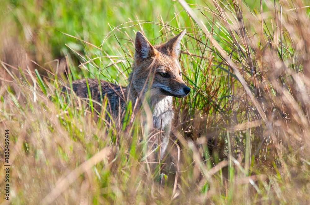 Fototapeta premium Grey fox in Ibera Marsh National Park environment, Corrientes Province, Argentina.