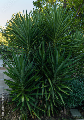 Beautiful Spanish Dagger yucca tree in a Los Angeles backyard, Southern California