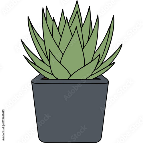A Vibrant Green Succulent Plant in a Dark Gray Square Pot on a White Background