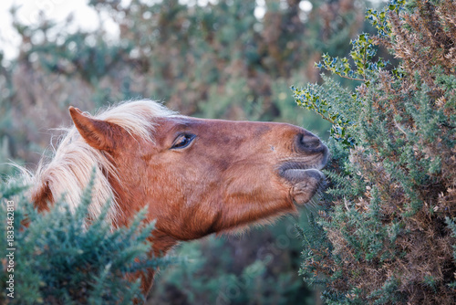 Photos A chestnut New Forest pony with a blond mane feeds on the spiky green gorse bush on the open heathland, captured in a close-up profile shot