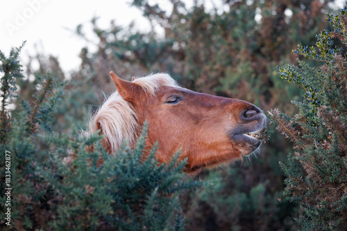 Εκτύπωση καμβά A chestnut New Forest pony with a blond mane feeds on the spiky green gorse bush on the open heathland, captured in a close-up profile shot