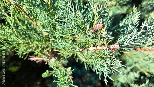 Close-up of evergreen juniper branches in sunlight.