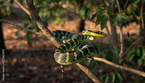 A vibrant green and black Waglers pit viper coiled on a tree branch.