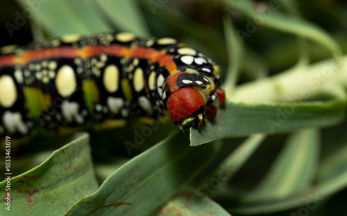 Hyles euphorbiae, the spurge hawk-moth, is a European moth of the family Sphingidae. The caterpillar eats the leaves of the Euphorbia virgata.