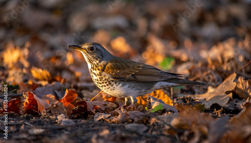 A wild Fieldfare bird standing on the ground among fallen autumn leaves.