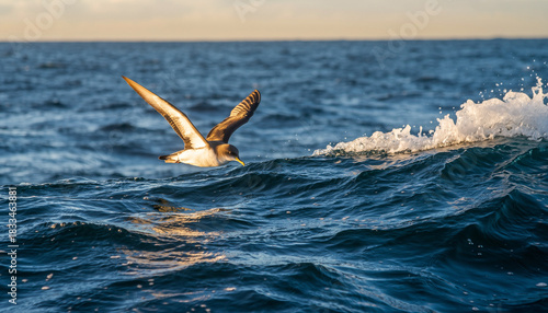 A wild seabird with outstretched wings flying low over the ocean.