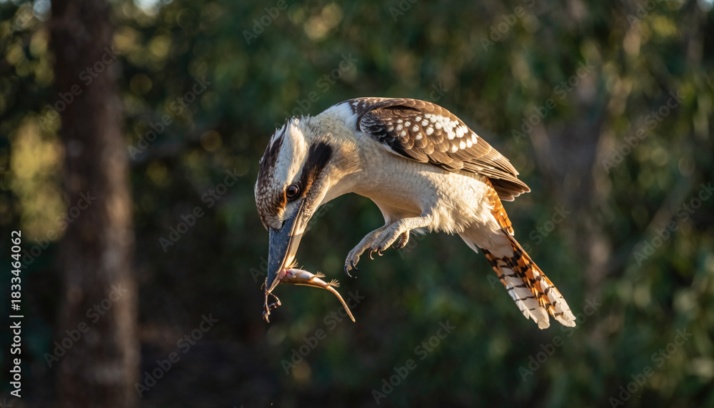 Fototapeta premium Australian Kookaburra in midflight with freshly caught prey.