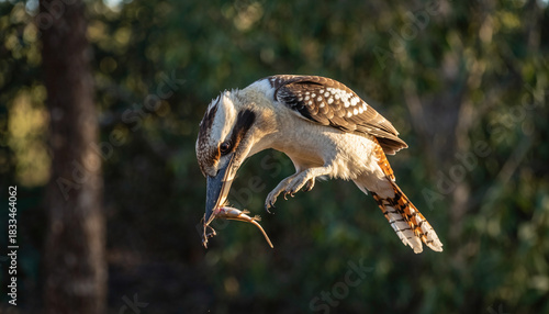 Australian Kookaburra in midflight with freshly caught prey.