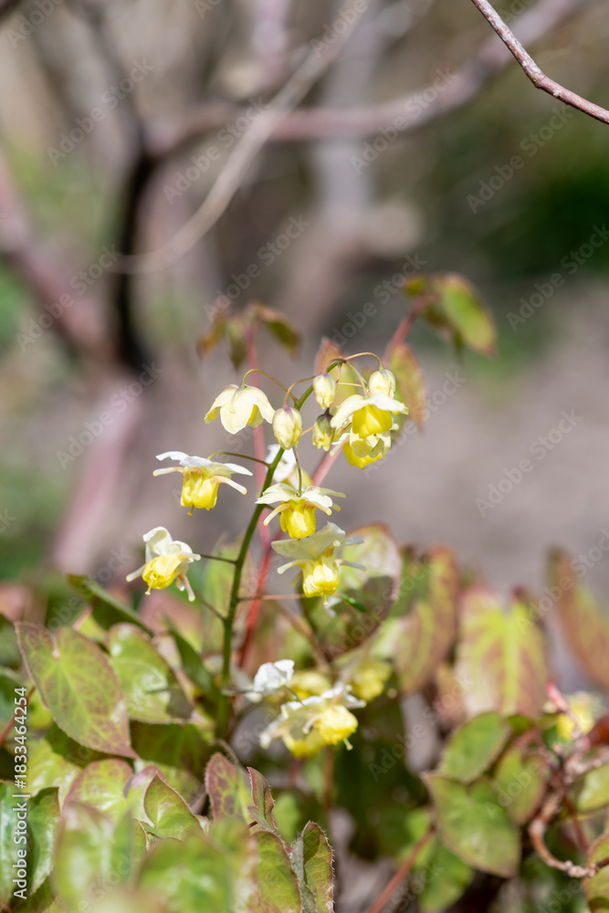 Fototapeta premium Close up of Epimedium x versicolor flowers in bloom