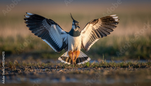 Majestic Northern Lapwing bird spreading its wings in a dramatic display.