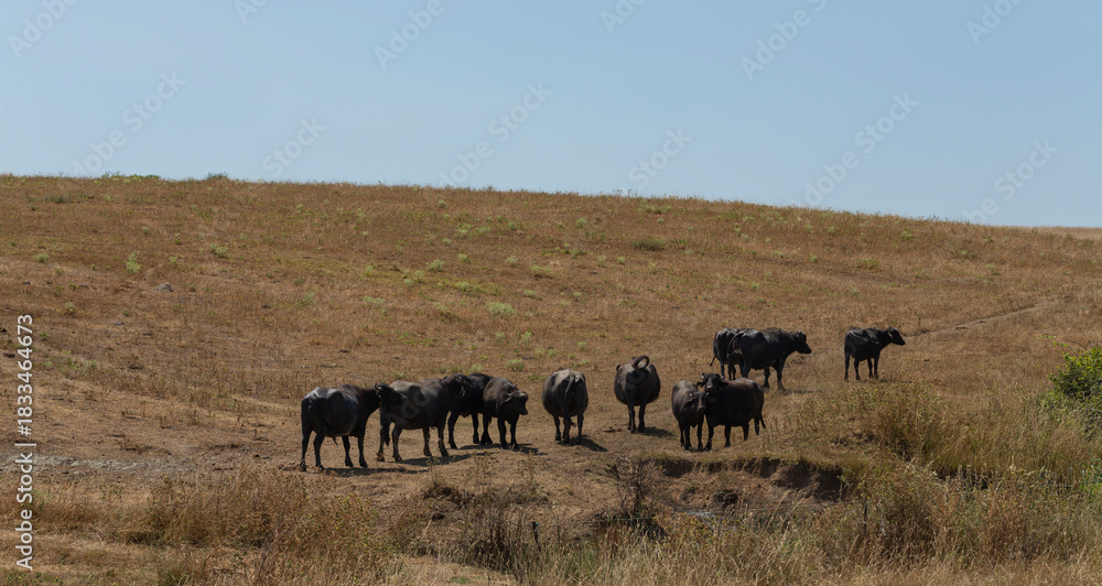 Obraz premium A herd of domesticated buffaloes graze in a vacant lot.