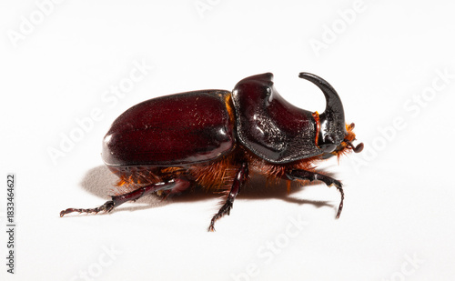 European rhinoceros beetle (Oryctes nasicornis) is a large flying beetle belonging to the subfamily Dynastinae. Imago, a male insect.