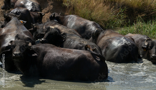 A herd of domesticated buffaloes enjoying bath in the river.