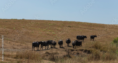 A herd of domesticated buffaloes graze in a vacant lot.