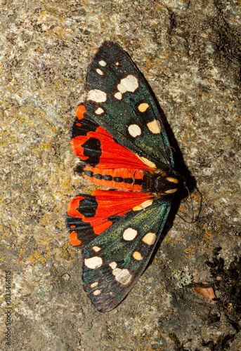 The scarlet tiger moth (Callimorpha dominula, formerly Panaxia dominula) is a colorful moth belonging to the tiger moth subfamily, Arctiinae.