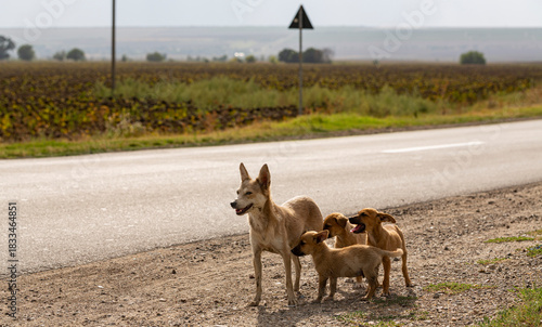 A feral dog by the roadside with a young brood of his puppies.