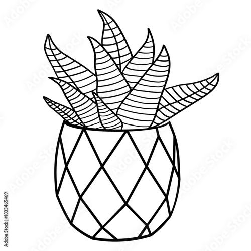 Zebra succulent in clay pot in doodle style vector illustration 