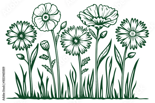 Vintage style line art drawing of five blooming daisylike flowers with buds and grass, rendered in a solid dark green color, isolated on