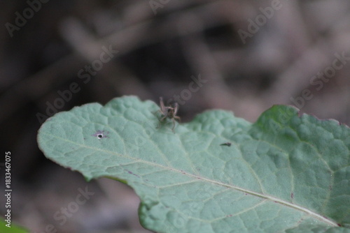 Nature micro photography