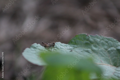 Nature micro photography