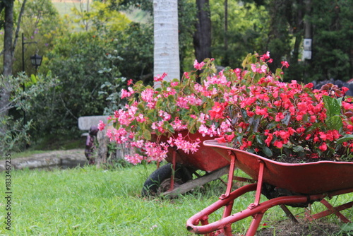 Pink flowers in a garden