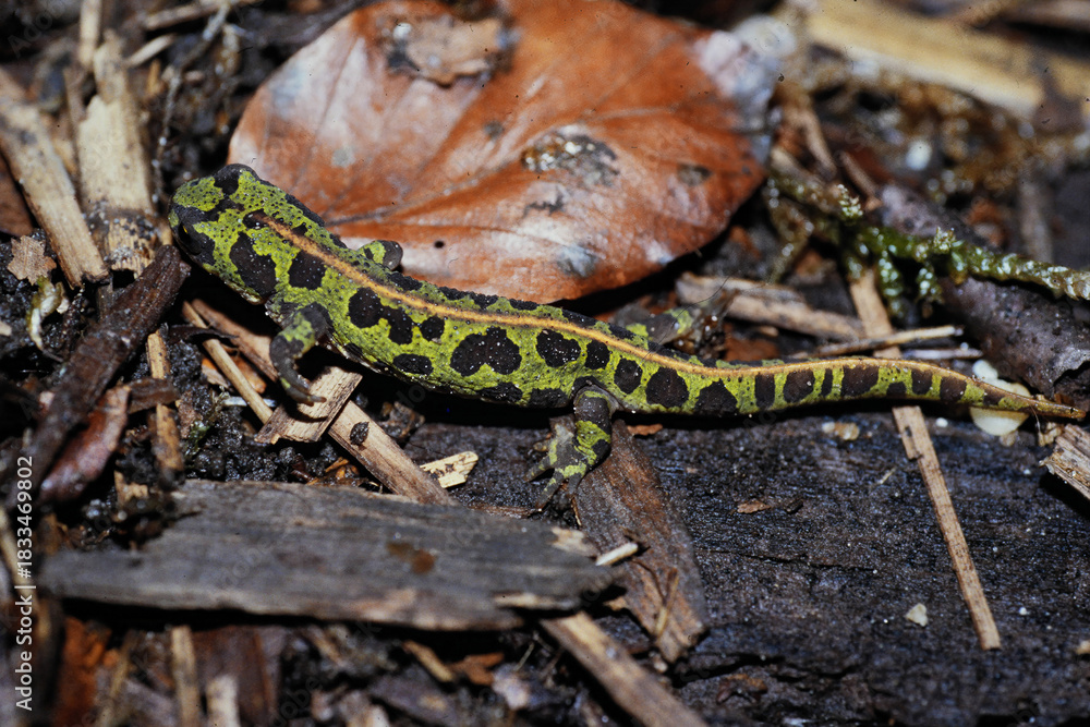 Fototapeta premium Closeup on a vibrant green juvenile French marbled newt, Triturus marmoratus