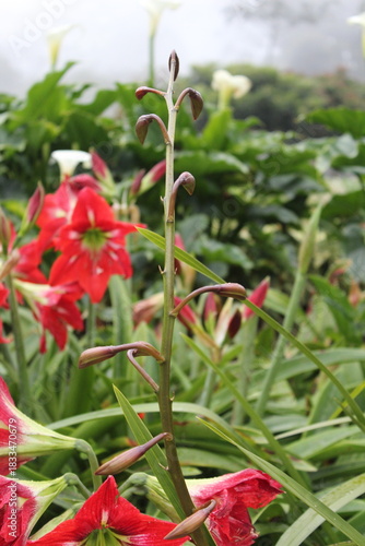 Red flowers