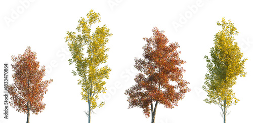 Set of autumn Quercus palustris and Populus alba frontal street trees isolated png in sunny daylight on a transparent background perfectly cutout