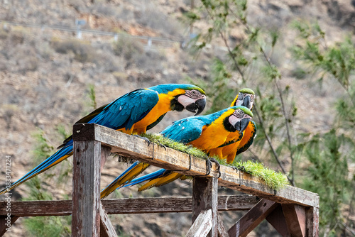 Three blue-and-yellow macaws perched on a wooden platform with a rocky mountain background. Colorful tropical parrots in an animal park, Gran Canaria, Spain.