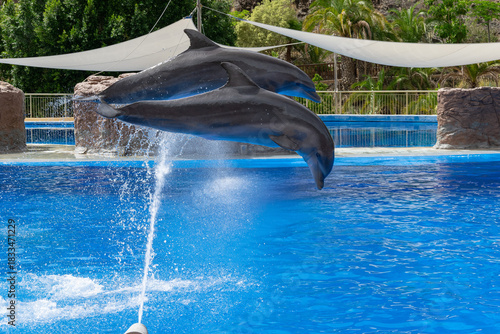 Two bottlenose dolphins jumping with a splash in a pool. Marine mammal action scene, Gran Canaria, Spain.