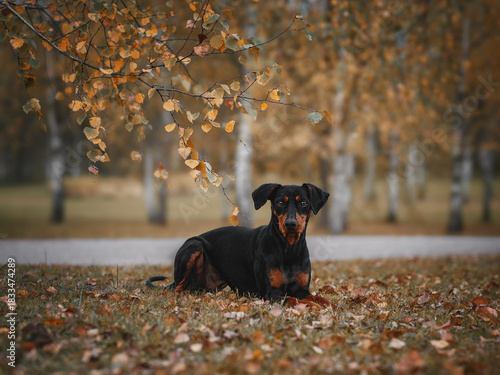 Foto A German Pinscher, black and tan, lies against the backdrop of a birch grove in an autumn park