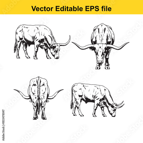 collection of four detailed black and white vector illustrations of texas longhorn cattle showing different poses side view, front view, rear view, and grazing, isolated on white background