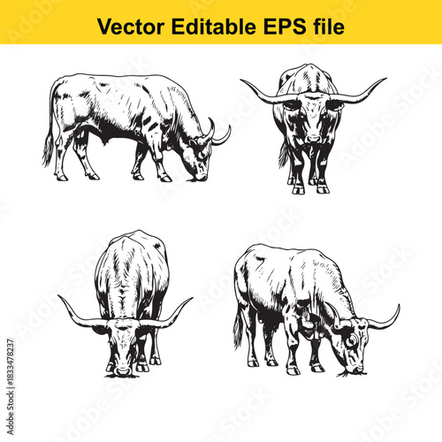 set of four detailed black and white vector illustrations of texas longhorn cattle in various poses, showing muscular build and prominent horns, perfect for agricultural or western themes