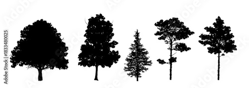Set of silhouettes of various tree species, contours of symbols for architectural drawings and landscape design - vector illustration