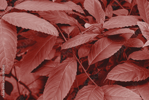 Red leaves background. Natural pattern.