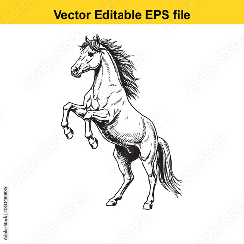  detailed black and white vector illustration of a powerful horse rearing up on its hind legs, showcasing dynamic movement and detailed musculature, suitable for various design applications