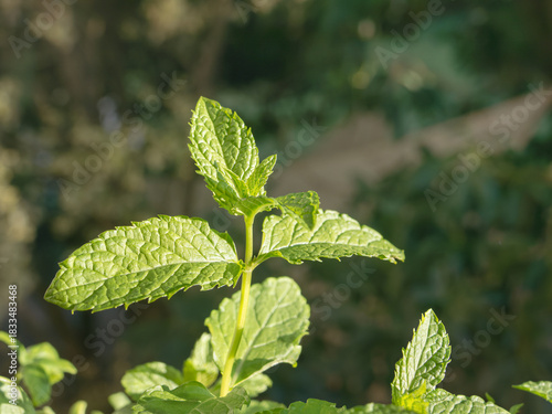 Fresh green spearmint plant growing under sunlight closeup