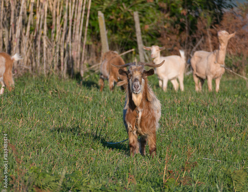 Goat looking at camera in sunlit pasture Capra aegagrus hircus