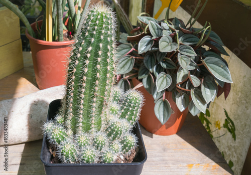 Golden Easter Lily Cactus with Offsets in a Houseplant Pot