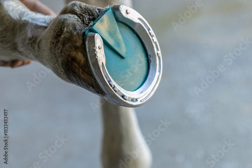 Horse farrier shoe packed padded shoeing frog clips horseshoe