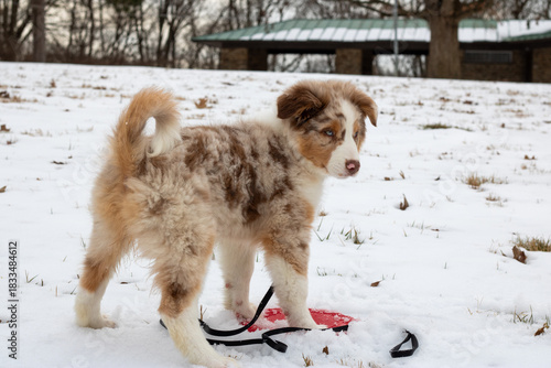 Australian Shepherd puppy standing in the snow, view from behind