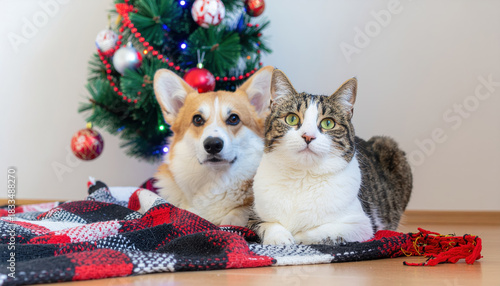 Cozy dog cat Christmas tree blanket holiday pet together festive warm companionship
