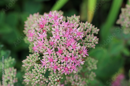 Pink ice plant flowers in close up