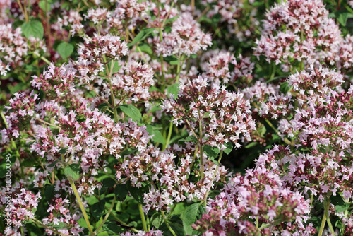 Pink wild marjorum herb flowers in close up